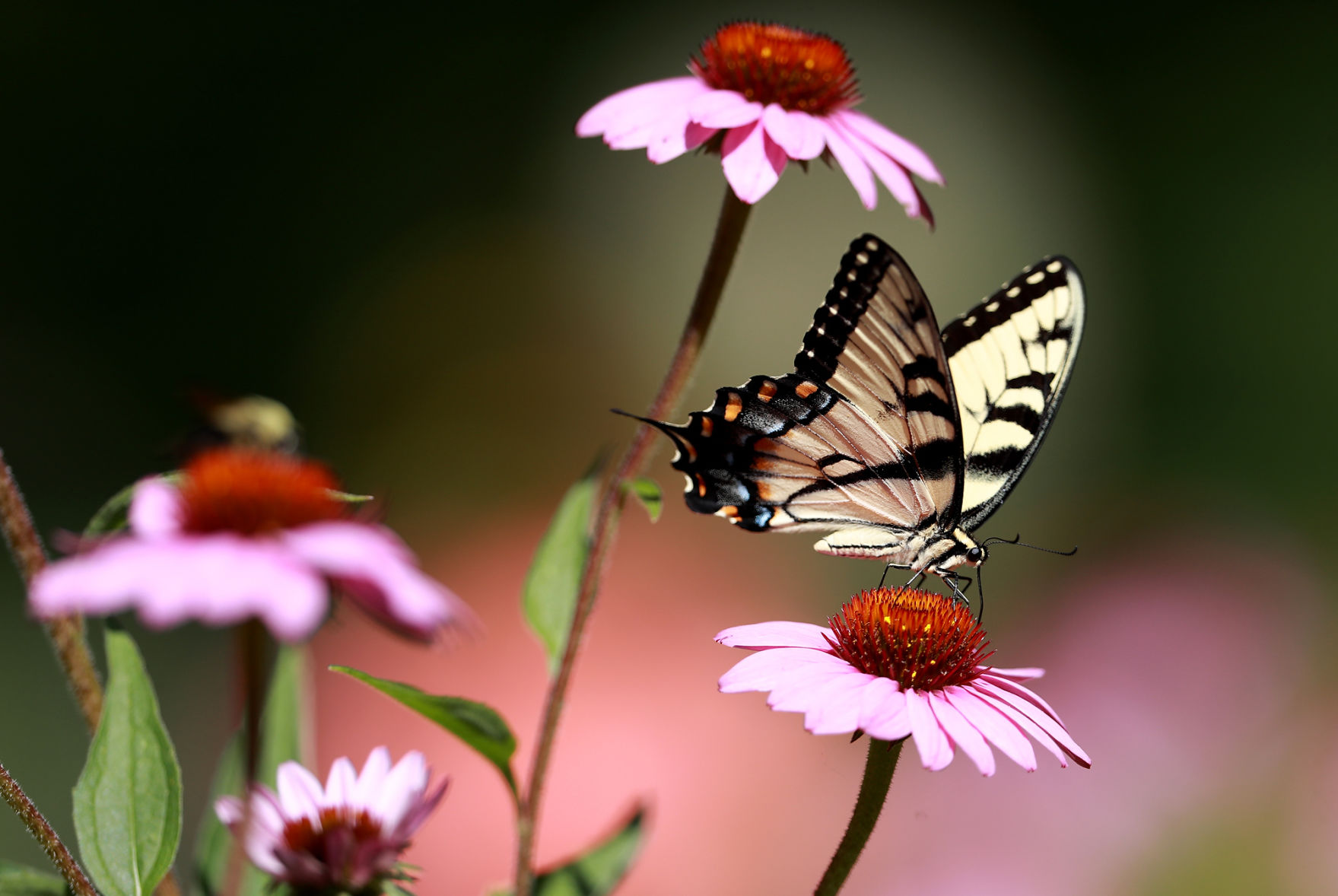 072719_StolleyGarden001_bjs.JPG